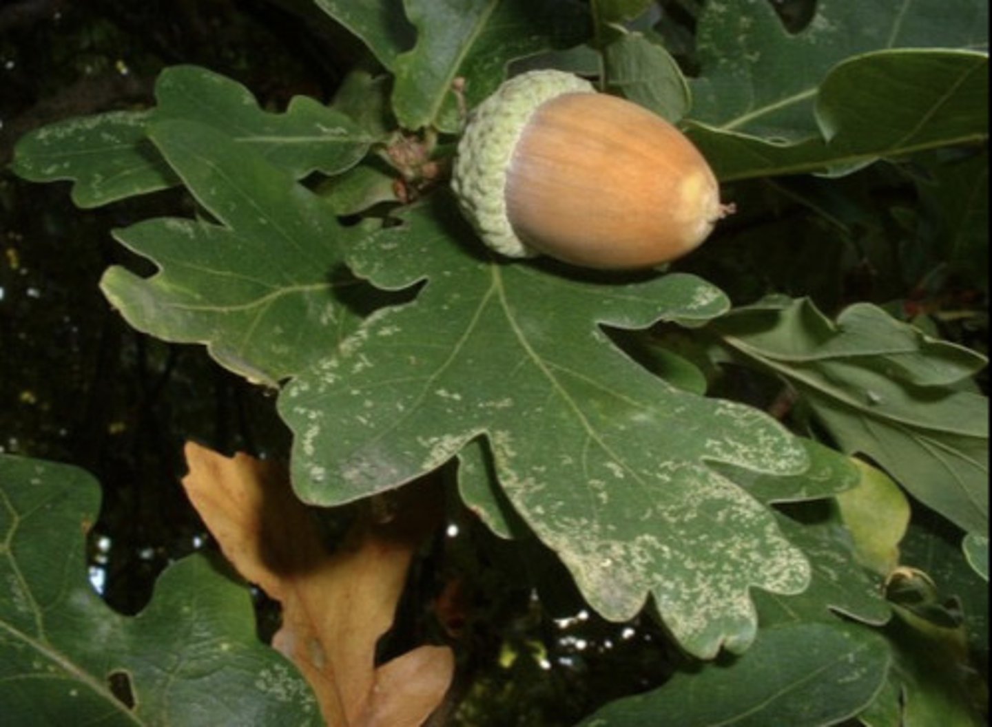 <p>Dry indehiscent fruit which ① usually develops from compound pistil with one functional carpel ②generally has only one seed ③ has a hard and stony mature ovary wall (pericarp) ④ typically has an involucre ring of bracts at the base of flower)</p>