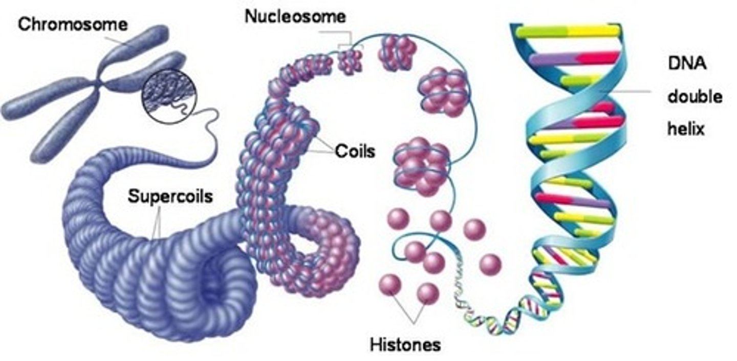 <p>A single length of</p><p>DNA is wrapped many</p><p>times around lots of</p><p>proteins called</p><p>histones, to form</p><p>structures called</p><p>nucleosomes.</p><p>These nucleosomes</p><p>then coil up tightly to</p><p>create chromatin loops.</p><p>The chromatin loops</p><p>are then wrapped</p><p>around each other to</p><p>make a full</p><p>chromosome.</p>