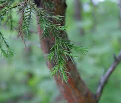 <p>Leaf: scale like</p><p>Bark: shreddy peeling off</p>