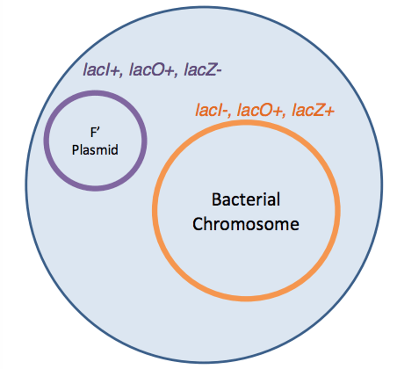 <p>-partial diploids in which there are two copies of some genes, one gene is plasmid and F'(lac) factor</p><p>-made to test functions of operator and repressor</p>