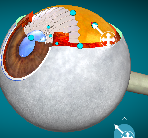 <p>What layer of the eye is this?</p>
