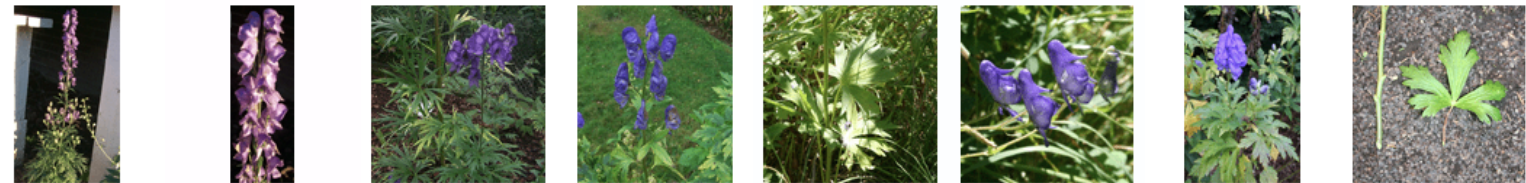 <p>diterpene alkaloid</p>