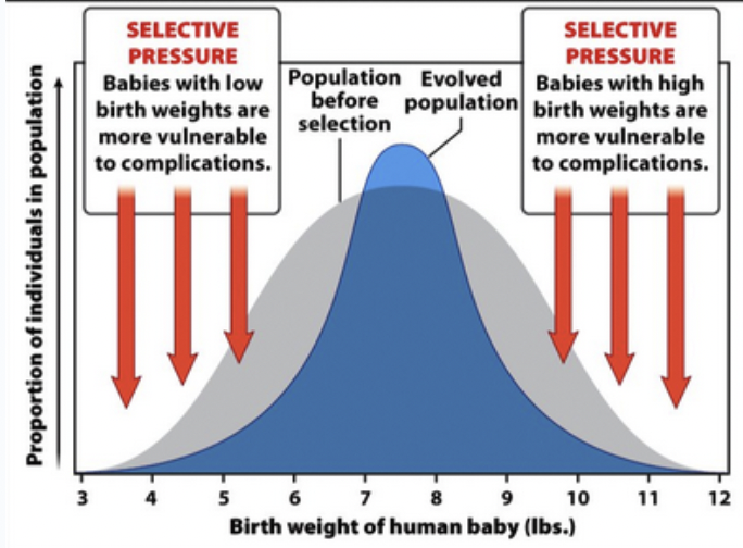 <p><span>Favors intermediate variants and acts against extreme phenotypes; reduces variation &amp; maintains&nbsp;predominant phenotypes <em>(ex) human birth weight</em></span></p>