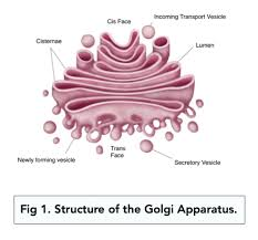 <p>A group of fluid filled, membrane-bound flattened sacs. Vesicles are often seen at the edges of the sacs. Its a folded membrane.</p><p>Vesicles from rough and smooth ER arrive at it and bind to the Golgi</p><p>the Golgi modifies these molecules, ensuring they are transported to the next location in the cell. </p><p>It then packages them to vesicles to be transported</p><p>It processes and packages new lipids and proteins, it also makes lysosomes when it fills vesicles with enzymes</p>