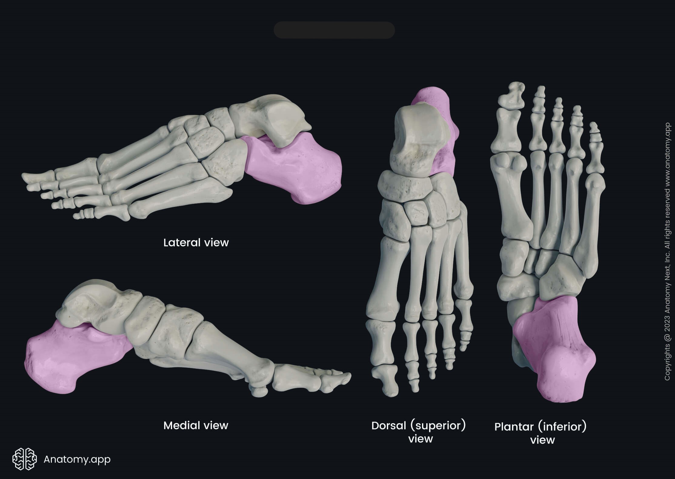 <p>What bone is this?</p>