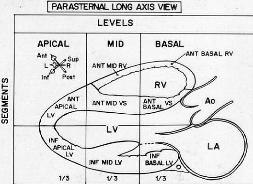 From the base to the tip of the papillary muscle.