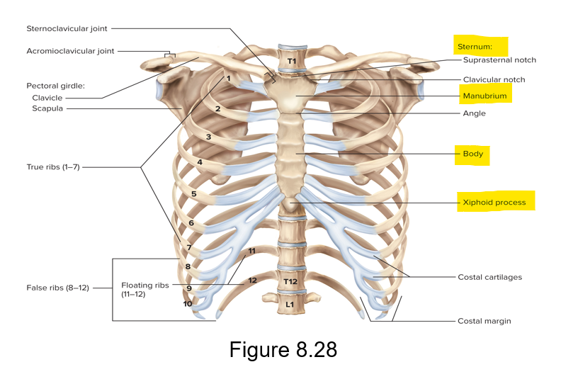 <p>Breastbone - bony plate anterior to the heart</p><p>Regions - manubrium (superior), body (middle) and xiphoid (inferior) </p>