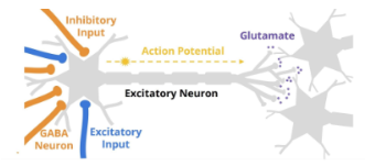 Inhibitory signals from GABA neurons increase sedative hypnotics → decreased glutamate nerve firing