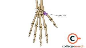 <p><strong>thumb, metacarpals, and carpals </strong></p>