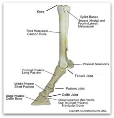 <p>Phalanges</p>
