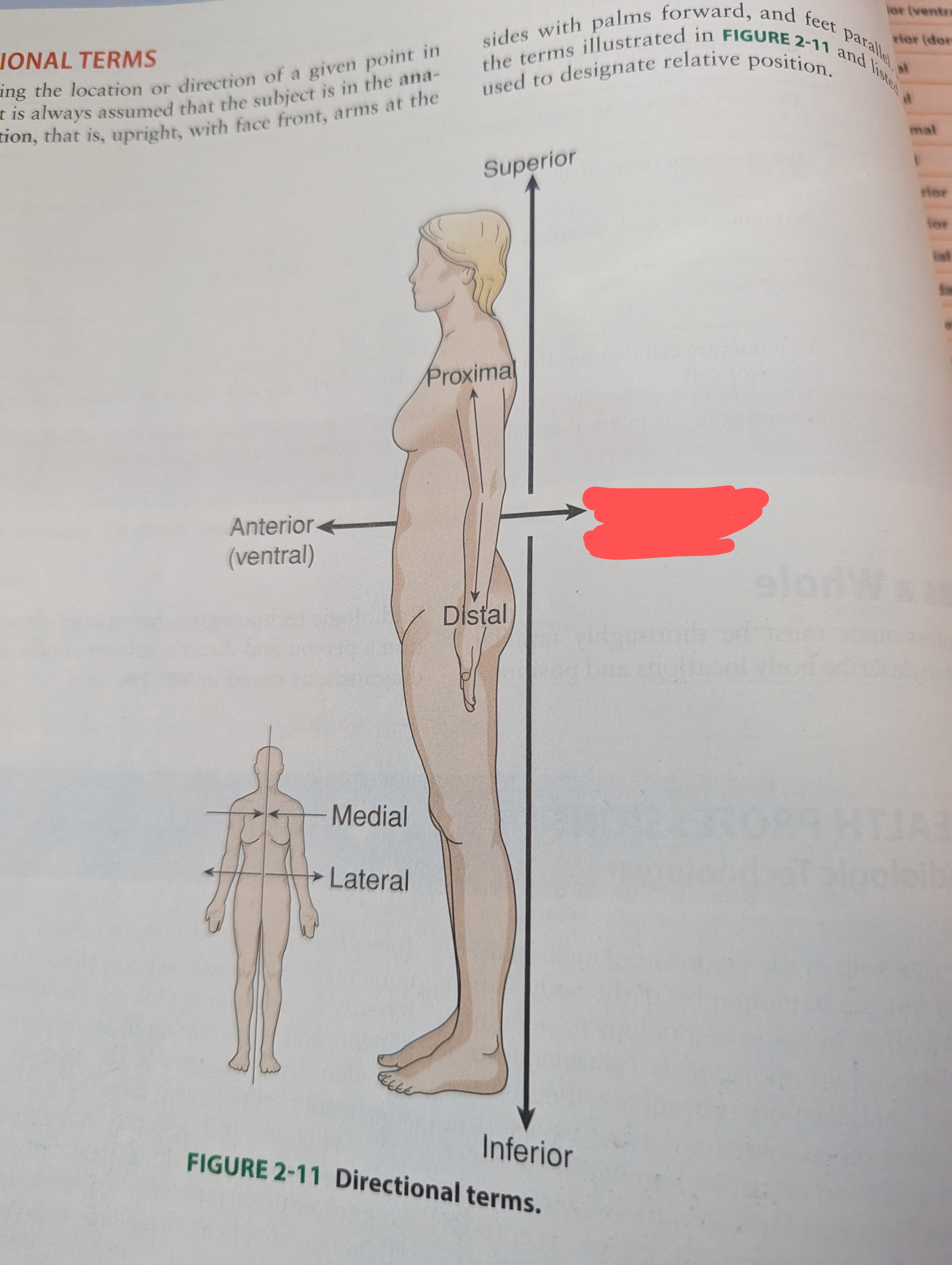 term image