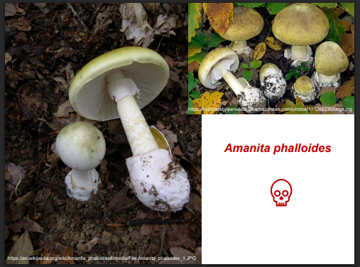 <p>-muchomor sromotnikowy<br>-hepatotoksyny (niebezpieczny też ze względu na fazę ukrycia)</p><p>wygląd:<br>-obecna pochwa i bulwa<br>-biały pierścień i blaszki<br>-łubiasty trzon z zygzakowatym wzorem<br>-żółtawo-zielonkawe zabarwienie<br>-słodkawy, nieprzyjemny zapach</p>