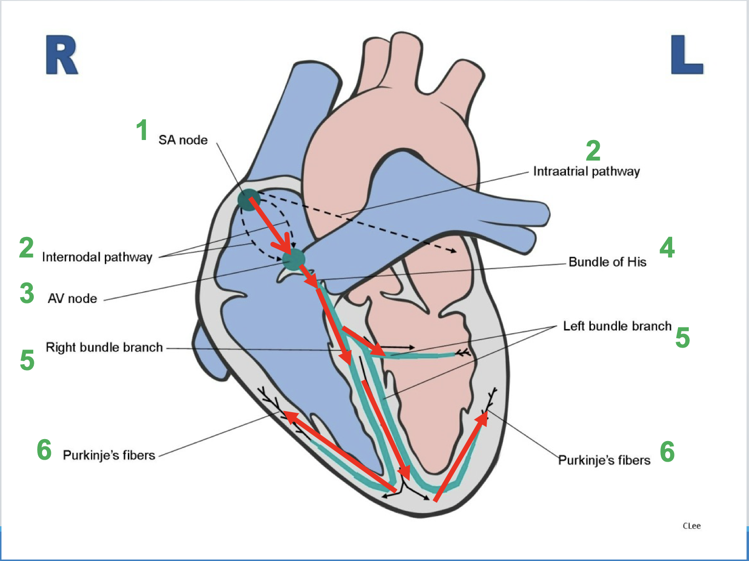 <p>HEART CONDUCTION SYSTEM</p>