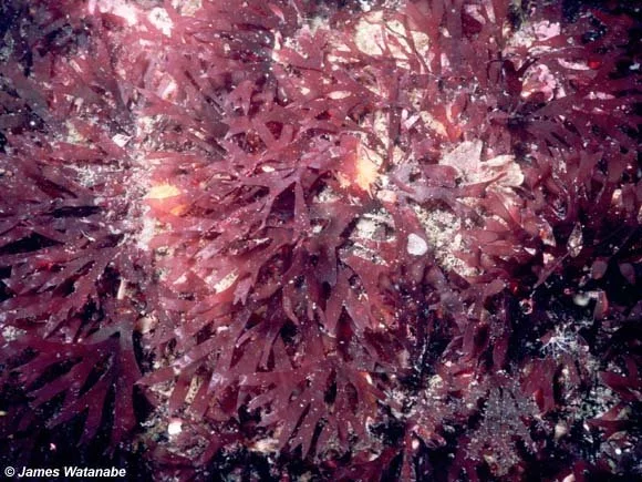 <p>Rhodymenia </p><p>Rhodophyceae (red algaes)</p>