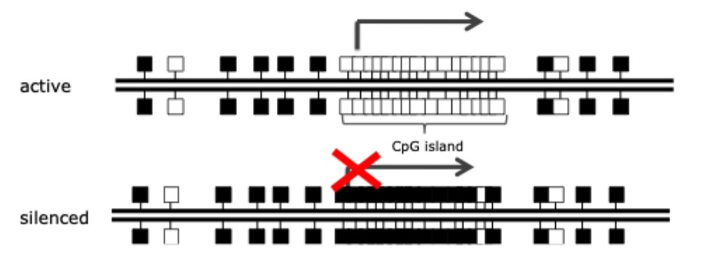 <p>CpG islands are regions of high CpG density that often lack methylation</p><p>These “islands” are found at promoters of the most human genes</p><p>Long- term silencing of the gene can be established by methylation of the CpG island region. E.g. genes on the inactive X chromosome and certain imprinted genes are silenced in this way. In cancer cells, certain genes are aberrantly silenced by CpG island methylation. Methylation of gene promoters generally correlates with gene inactivity</p>