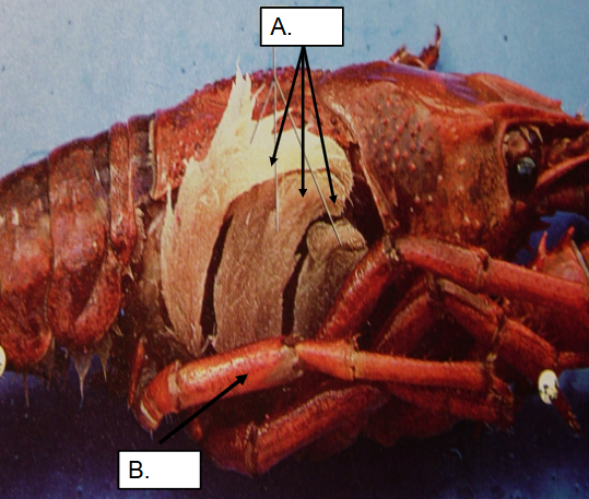 <p>The structures labeled as B are:</p>