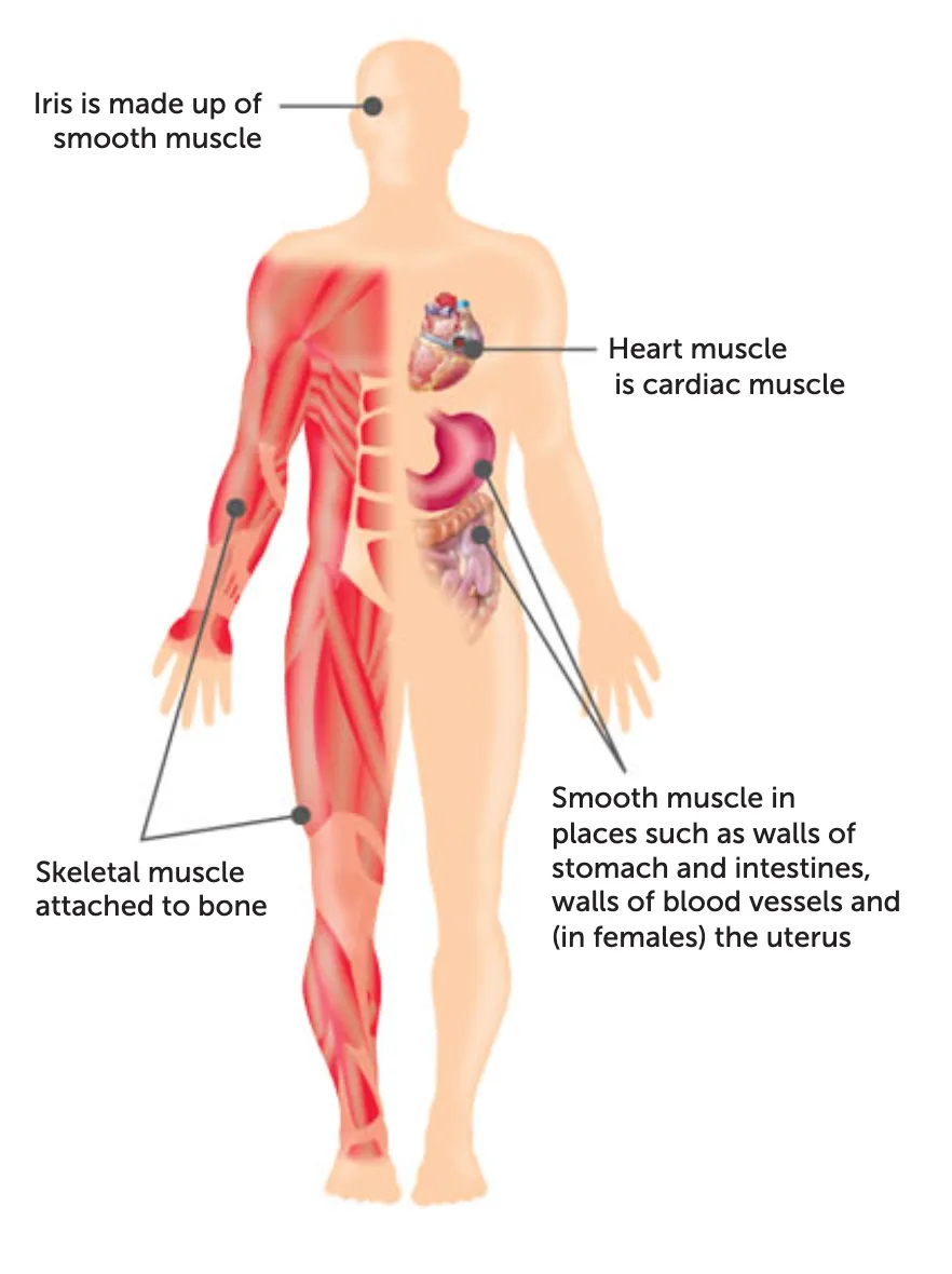 <p>smooth, cardiac, skeletal</p>