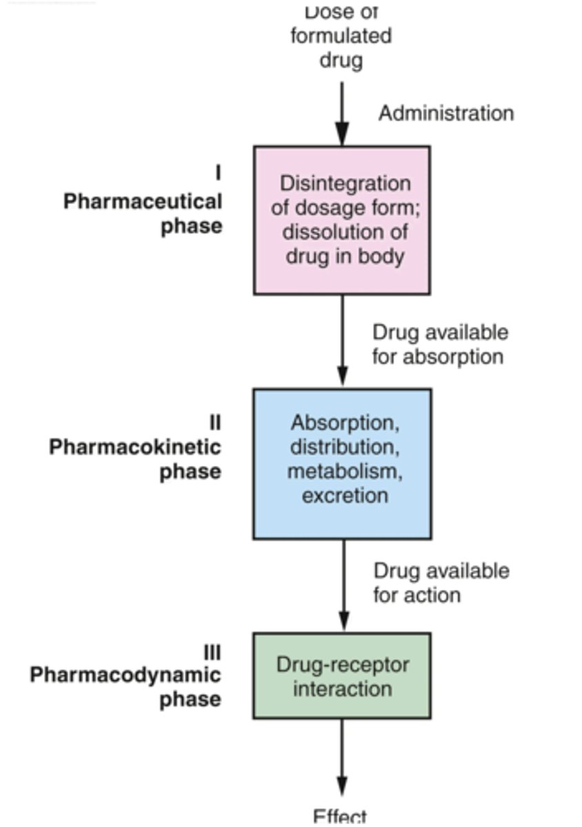 <p>1. pharmaceutical phase</p><p>2. pharmacokinetic phase</p><p>3. pharmacodynamic phase</p>