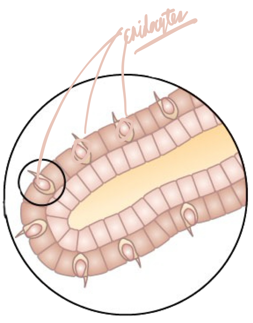 <p>Explosive cells containing stinging organelles called nematocysts, acting like a harpoon.</p>