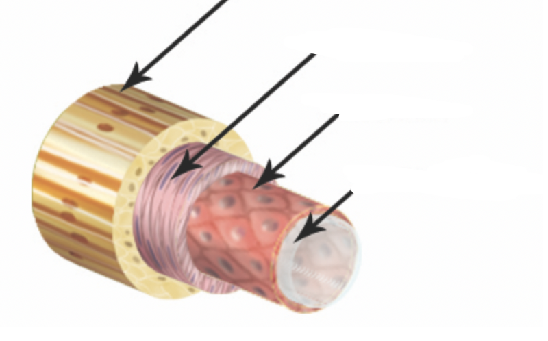 <p>what are the layers of the blood vessels?</p>