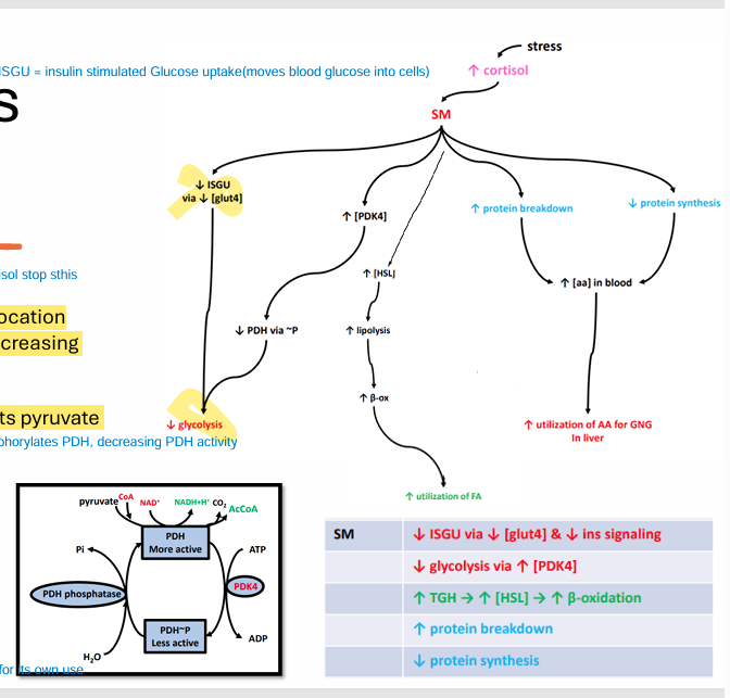 <ul><li><p>• Reduced Insulin-Stimulated GLUT4 translocation • Reduces glucose utilization by SM, increasing glucose availability for other tissues</p></li><li><p><strong>• Decreased glycolysis • Increased [PDK4] (an enzyme that inhibits pyruvate dehydrogenase by phosphorylation)</strong></p></li><li><p><strong>• Increased lipolysis and beta oxidation</strong> • Increased [HSL]</p></li><li><p>• In<strong>creased protein catabolism</strong> • Provides more Amino Acids for liver gluconeogenesis • Decreased protein synthesis</p></li><li><p>glucose stored selfishly by skeletal muscle for more buildup, <strong>cortisol forces skeletal muscle to undergo lipolysis for energy instead of glycolysis</strong></p></li><li><p>ISGU = insulin-stimulated glucose uptake</p></li><li><p>PDH phosphatase activates PDH</p></li></ul><p></p>