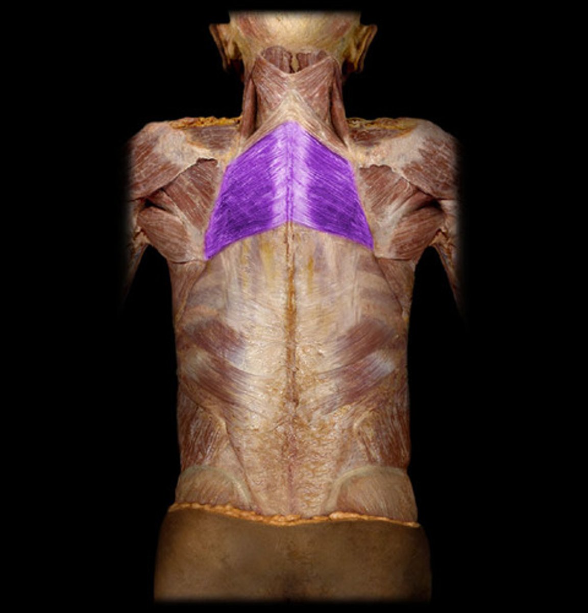 <p>Triangle shaped on the back, underneath trapezius</p>