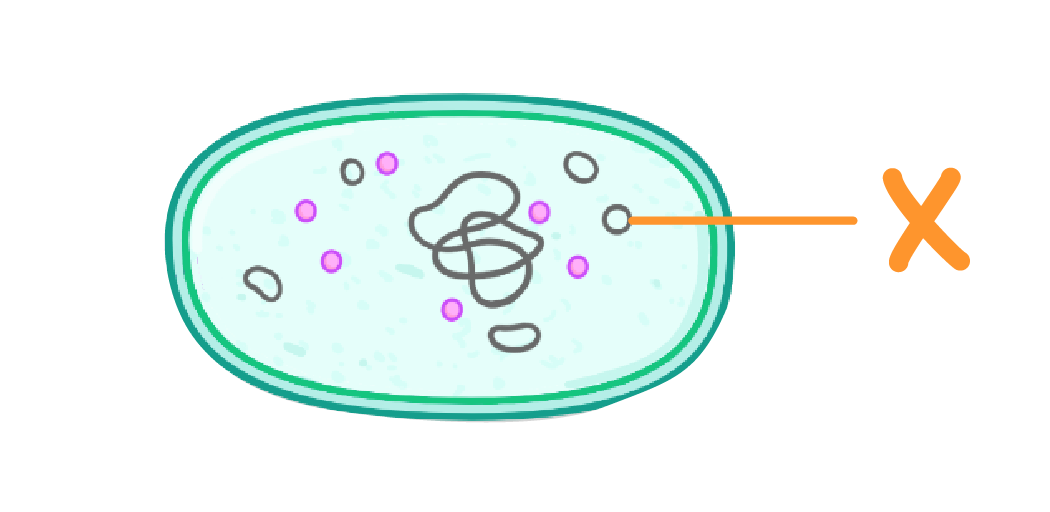<p>What organelle is indicated by X?</p>