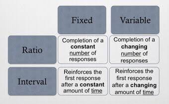 <p>4 types: </p><p>fixed ratio reinforcement</p><p>variable ratio reinforcement</p><p>fixed interval reinforcement</p><p>variable interval reinforcement</p>