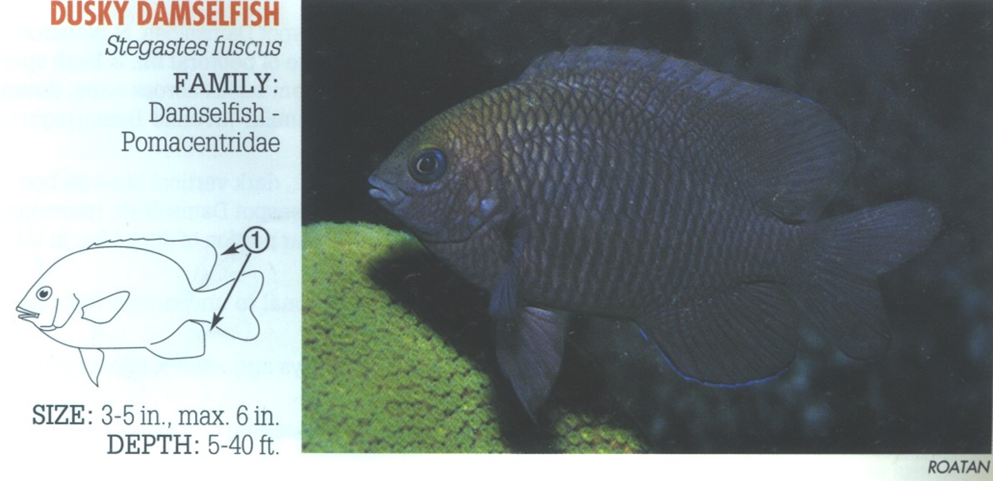 <p><span>1. Dorsal and anal fins rounded and rarely extend beyond base of tail. (Difficult to distinguish from other similar adult damselfish, especially the Longfin Damselfish, <em>E. diencaeus</em>, with longer pointed fins.)</span></p>