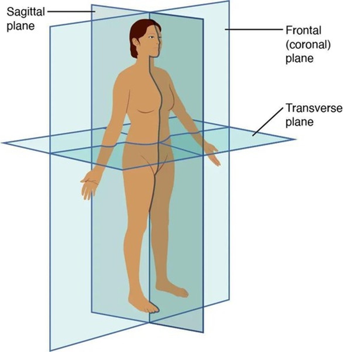 <p>Divides the body into Right &amp; Left.</p>