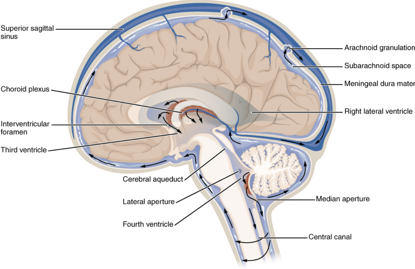 fluid-filled brain areas (95)