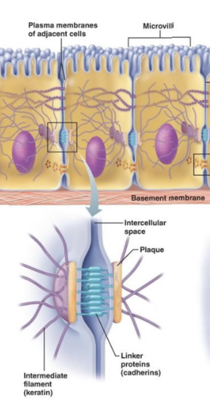 <ul><li><p>For anchoring</p><ul><li><p><mark data-color="yellow" style="background-color: yellow; color: inherit;">Desmosomes</mark> - keep cells from separating apart, very strong and rigid</p><ul><li><p>Tend to be in tension-bearing organs</p><ul><li><p>Skin, heart, bladder, esophagus</p></li></ul></li></ul></li><li><p><mark data-color="yellow" style="background-color: yellow; color: inherit;">Adherens</mark> - Hold cells together while allowing some flexibility</p><ul><li><p>Tend to be in flexible tissues/organs</p><ul><li><p>Intestinal lining, blood vessels</p></li></ul></li></ul></li></ul></li></ul><p></p>