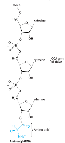 <p>3’ end of CCA</p>