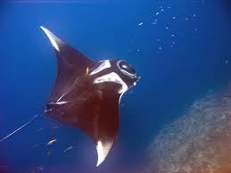 <ul><li><p>Bat Rays, Manta Rays, Sting Rays, etc.</p></li><li><p>Extremely flattened, benthic or pelagic, serrated, often venomous spine located on tail</p></li></ul><p></p>