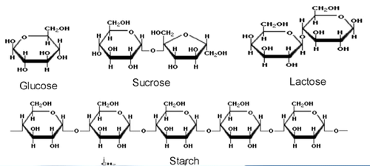 <p>monosacchrides, disaccharides, and polysaccharides</p>