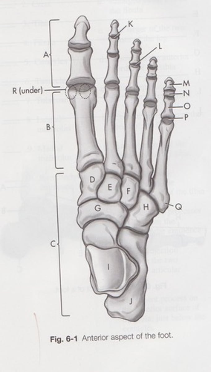 <p>Joint between the proximal and distal phalanges of the big toes only</p>