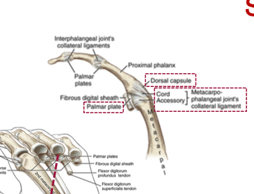 <p>a thin and weak ligament, is slack and opposition, flexion, and abduction, taut in full extension </p>
