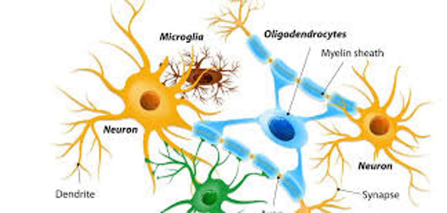 <p>Astrocytes are part of the central nervous system.</p>