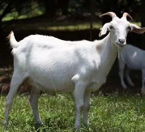 <p><span style="color: rgb(7, 6, 6);"><span>Origin: New Zealand</span></span><span style="color: rgb(7, 6, 6);"><br></span><span style="color: rgb(7, 6, 6);"><span>Color: All colors are possible</span></span><span style="color: rgb(7, 6, 6);"><br></span><span style="color: rgb(7, 6, 6);"><span>but white is common</span></span><span style="color: rgb(7, 6, 6);"><br></span><span style="color: rgb(7, 6, 6);"><span>(dominant)</span></span><span style="color: rgb(7, 6, 6);"><br></span><span style="color: rgb(7, 6, 6);"><span>Ears: Short ears</span></span><span style="color: rgb(7, 6, 6);"><br></span><span style="color: rgb(7, 6, 6);"><span>Horns: Horned</span></span><span style="color: rgb(7, 6, 6);"><br></span><span style="color: rgb(7, 6, 6);"><span>Traits: Meat-production</span></span><span style="color: rgb(7, 6, 6);"><br></span><span style="color: rgb(7, 6, 6);"><span>Selected for survivability and weight</span></span><span style="color: rgb(7, 6, 6);"><br></span><span style="color: rgb(7, 6, 6);"><span>gain in mountain conditions</span></span></p>