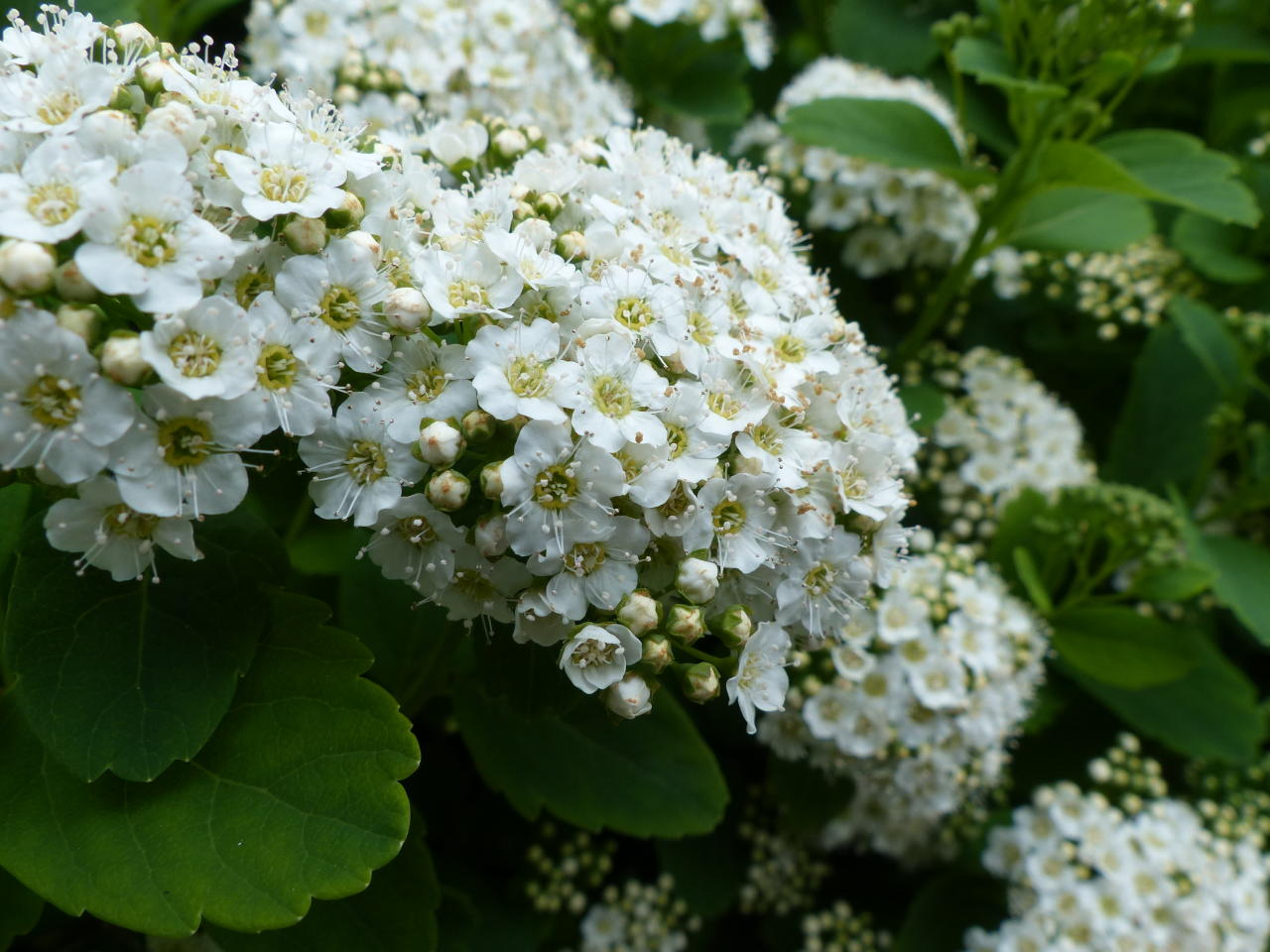 <p>Koivuangervo</p>