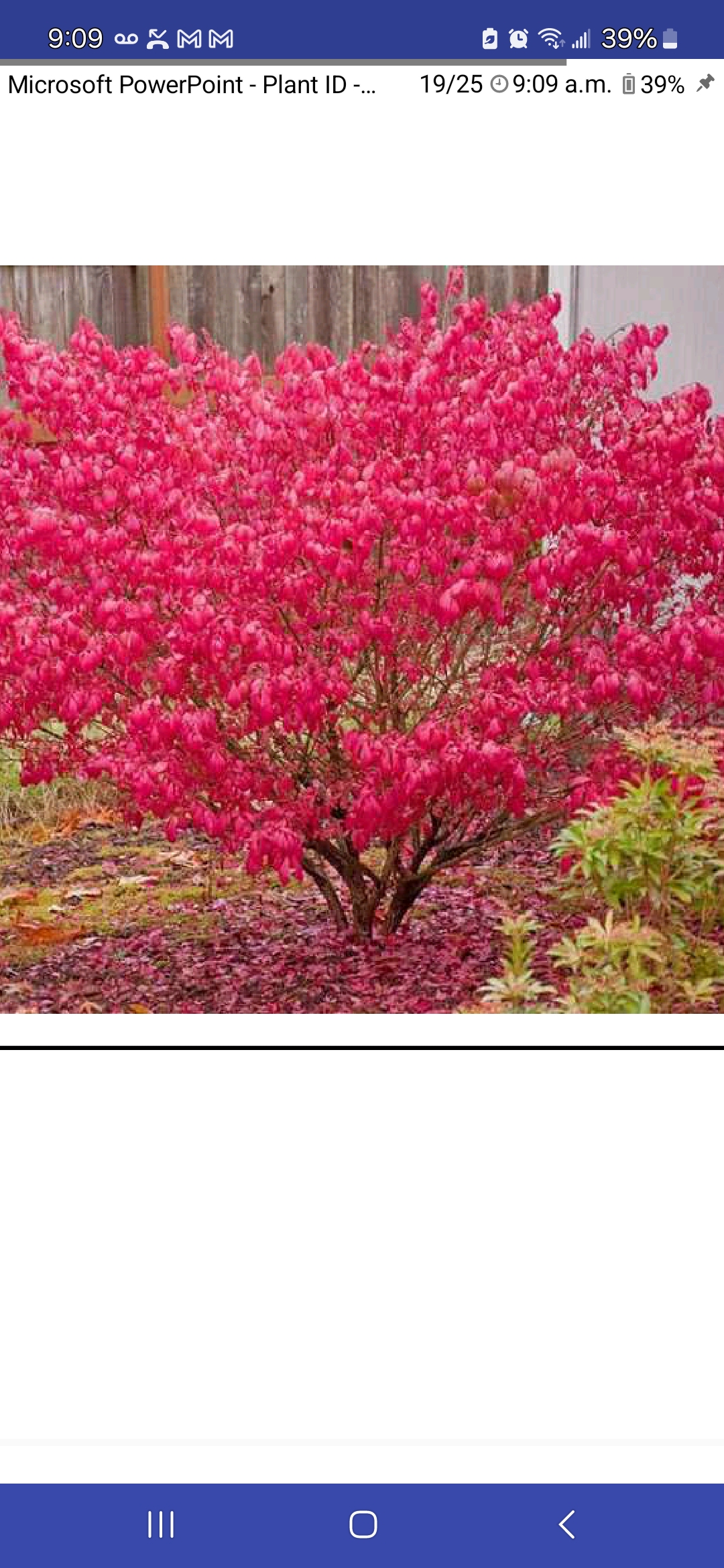 <p>Euonymus alatus ‘Compactus’, Celastraceae</p>