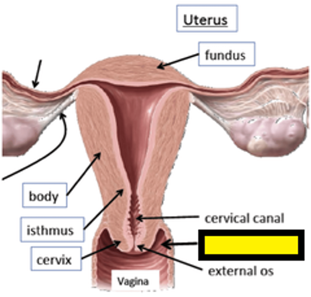 <p>The cranial portion of the vagina that forms a crypt extending cranially to the cervix.</p>
