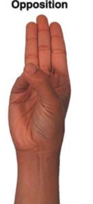 <p>occurs when the thumb meets one of the other fingers</p>