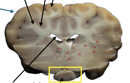 <p>What is this highlighted figure?</p>