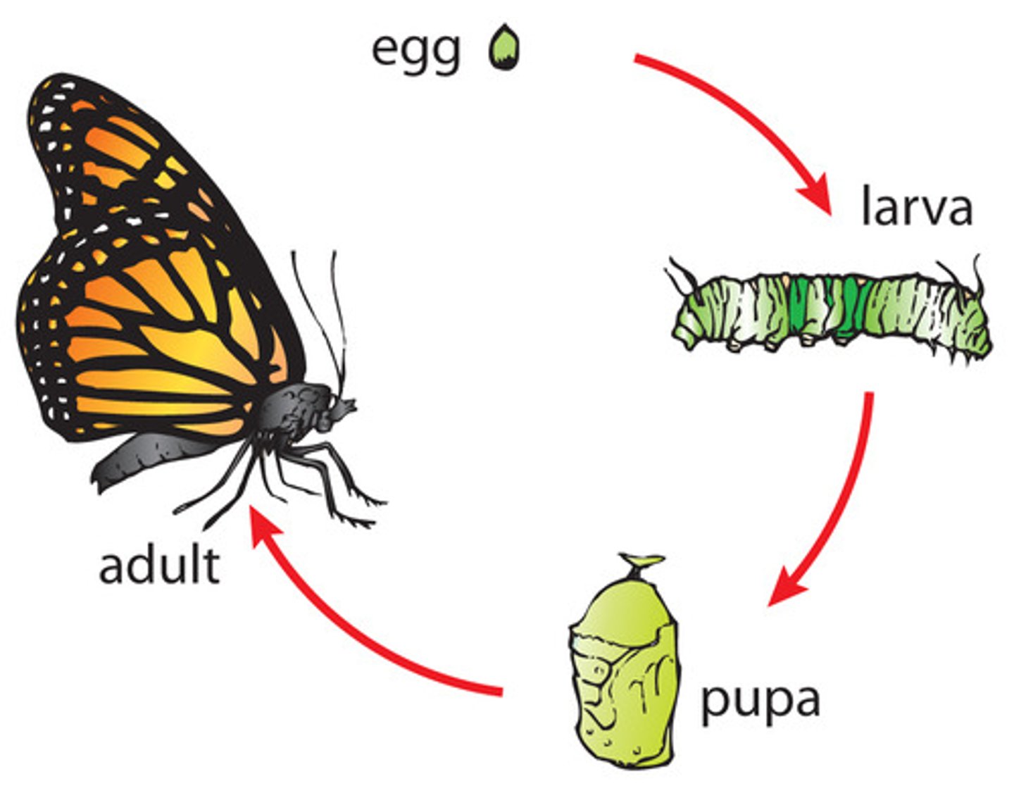 <p>insects - developmental larval stages that look different from the adult such as caterpillars (moths have cocoons and butterflies have a chrysalis)</p>