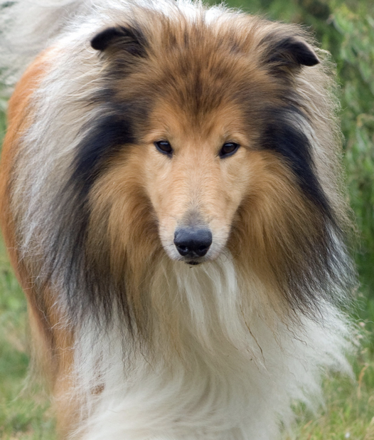 <p>American standard collie (70%), Australian shepherds (50%), Long-haired whippets (65%), shelties, mixes…</p>
