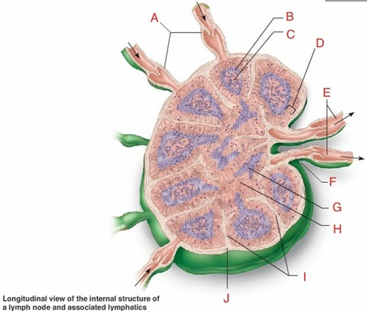 <p>dense fibrous that surround each lymph node</p>