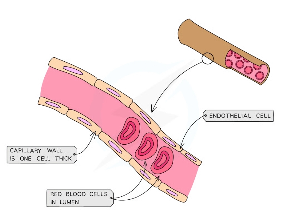 * thin walls which are permeable 
* narrow lumen
* Wall is a single layer of endothelial cells