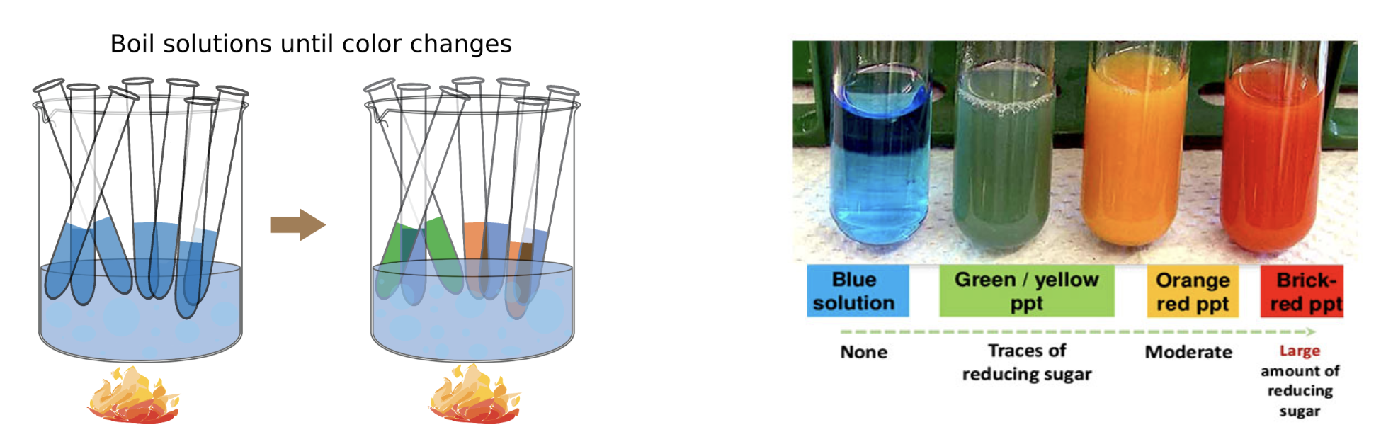 <p>Benedict’s Test: Blue = no monosaccharide present Orange = monosaccharide present</p>
