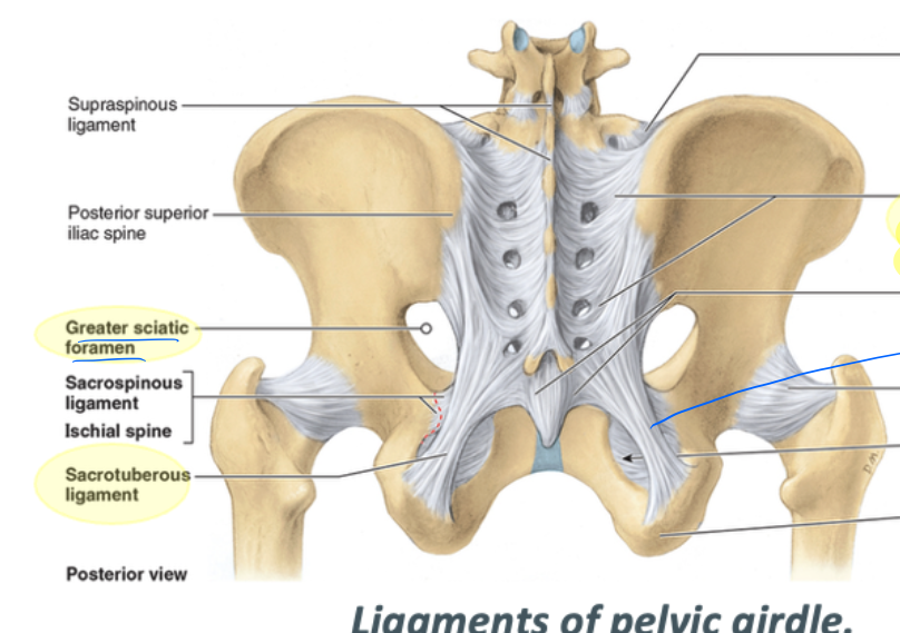 <p>spans from the posterior surface of the sacrum to the sacrotuberous ligament </p>